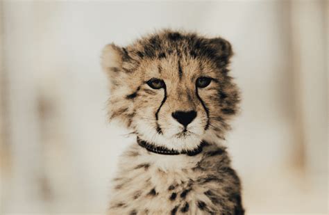 Exploring 6 Amazing Baby Cheetah Facts You Need to Know - Animal Corner