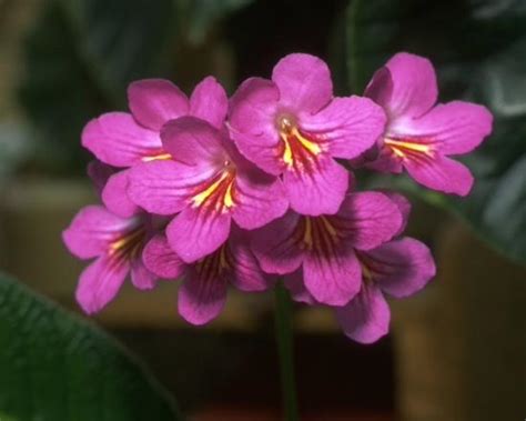 Streptocarpus ‘Ruby Anniversary’ | Gesneriad Reference Web