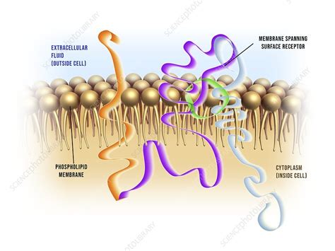 Cell membrane receptor proteins, illustration - Stock Image - C046/1542 ...