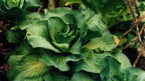 Kerguelen cabbage | plant | Britannica