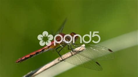 Dragonfly Flying Slow Motion