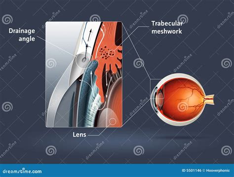 Human eye - glaucoma stock illustration. Illustration of focal - 5501146