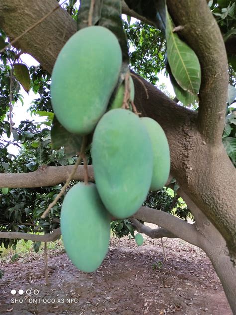 Chaunsa Mango - Multan Fruits