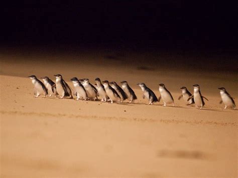 Phillip Island Penguin Parade | Australia Travel Inspiration