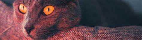 Cat Eyes – (3840×1080 and 5120×1440 Wallpaper) | 32:9 Super Ultrawide ...