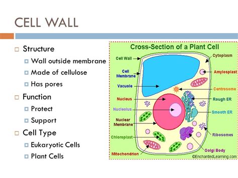 science, cell wall Diagram | Quizlet