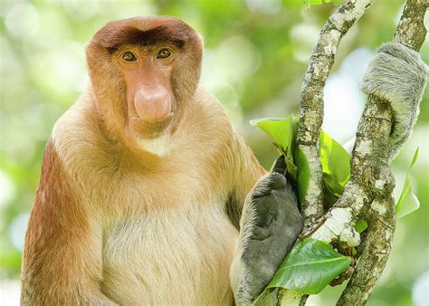 Portrait of a proboscis monkey seen from the front resting in a Photograph by Elles Rijsdijk