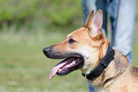 Cross breed dog stock image. Image of cross, field, walk - 55018853