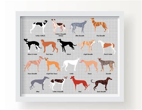 Greyhound Dog Art Print Greyhound Chart Wall Art Dog Lover | Etsy | Dog print art, Dog lovers ...