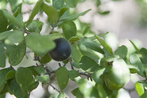 Texas Persimmon - Mother Nature's Son