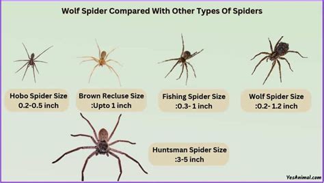 Wolf Spider Size & Compared With Other Types Of Spiders