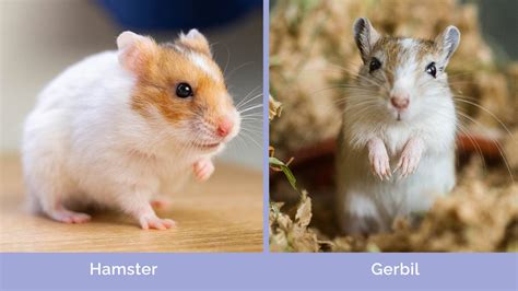 Hamsters vs. Gerbils: The Main Differences (Vet-Verified Info With ...