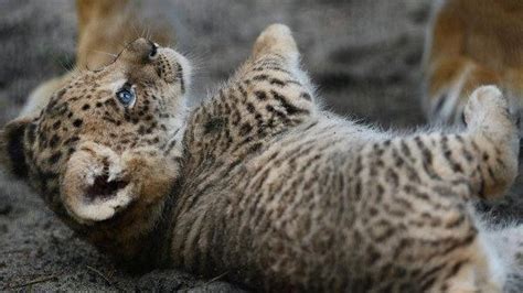 Liliger cubs born at Russian zoo - UPI.com