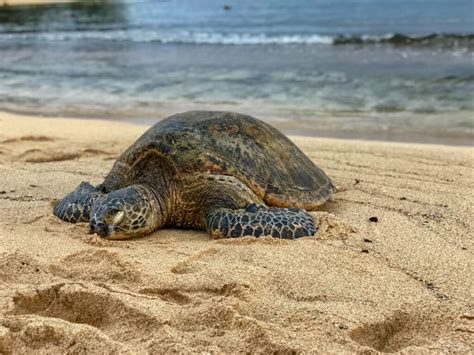 Trump Administration Sued for Failing to Protect Green Sea Turtle ...