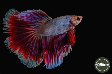 Betta Fish Fin Rot: The Main Enemy Of A Fighting Fish’s Flowing Fins ...