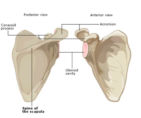 Shoulder | Anatomy of the Upper Limb | Learn Surgery Online