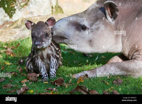 Brazilian tapir mother with baby - 2 weeks old - (Tapirus terrestris), captive, ZooParc Beauval ...