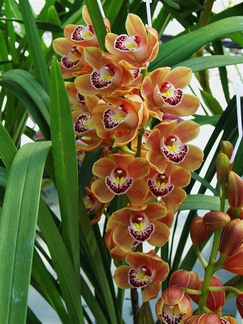 Cymbidium orchid "Orange Gem" Orchid Plants, Exotic Plants, Orchid ...