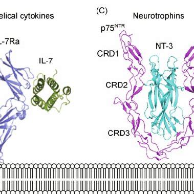 Diversity of cytokine-receptor interactions. The structures of ...