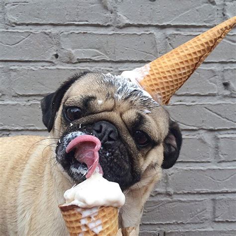 This Dog Really Loves Ice Cream | Bored Panda