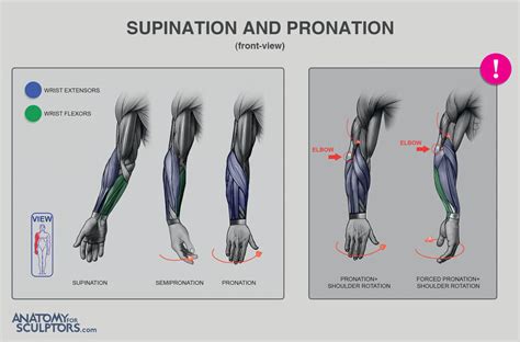 Anatomy For Sculptors - Supination and pronation - tip and example