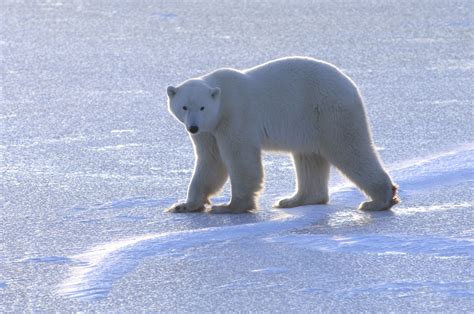 5 Weird Facts About Polar Bears | Live Science