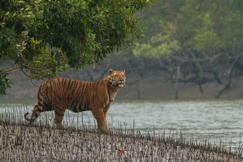 Sundarban National Park Tourism (2024) Tiger Reserve, Wildlife Sanctuary