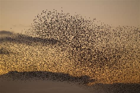 What is a starling murmuration and why do they form? | The Wildlife ...