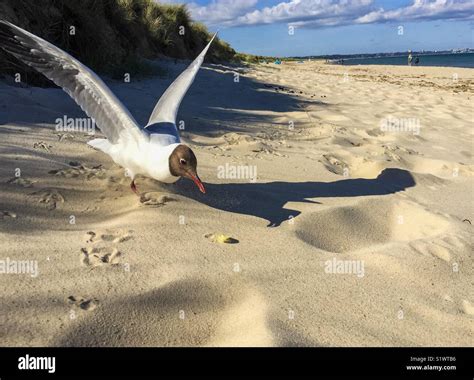 Seagull stealing food hi-res stock photography and images - Alamy