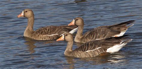 Greater White-fronted Goose | San Diego Bird Spot