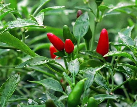 Bird´s Eye Chili-Seeds 10 Pcs.| Chili-Plants.com Shop