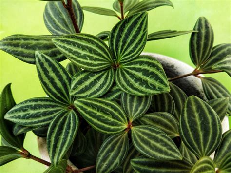 26 Peperomia Varieties That Are Easy to Grow Indoors