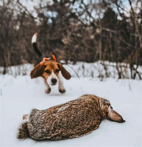 How Do Beagles Hunt? 7 Reasons That Make Beagles Good Hunters - PawCited