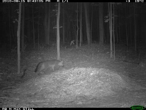 Gray Fox (Urocyon cinereoargenteus) | A Field Guide to Compost Visitors