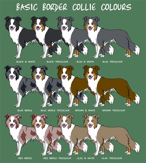 Puppy color charts - The Dolfie Littles blog | Border collie colors ...