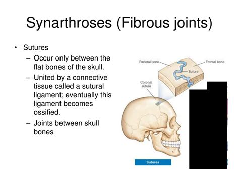 PPT - Articulations Chapter 9 PowerPoint Presentation, free download - ID:1773420