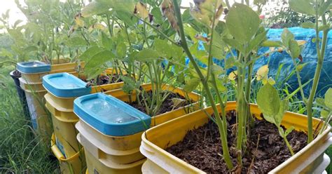 How to Grow Potatoes in Containers - Oak Hill Homestead