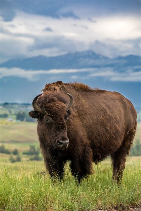 Wildlife Viewing Areas in Western Montana | The Official Western ...