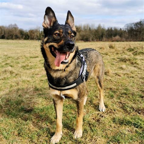 Rottweiler Husky Mix: An Overview of the Rottsky Breed - Woof! It's Zelda