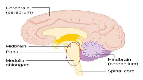 Fungsi Otak Tengah, Bagian Otak Terkecil dan Berada di Tengah