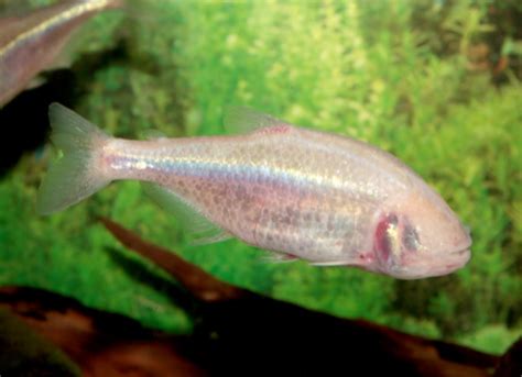 Astyanax mexicanus | Mexican Blind Cavefish | Blind Cave Tetra | PetMD