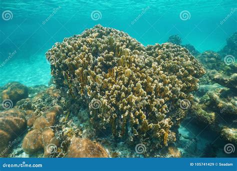 Reef Blade Fire Coral Millepora Complanata Stock Image - Image of underwater, ocean: 105741429