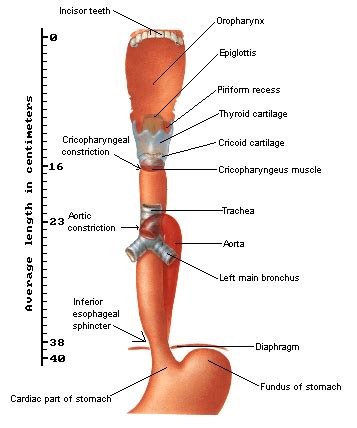 High Yield Esophagus Anatomy