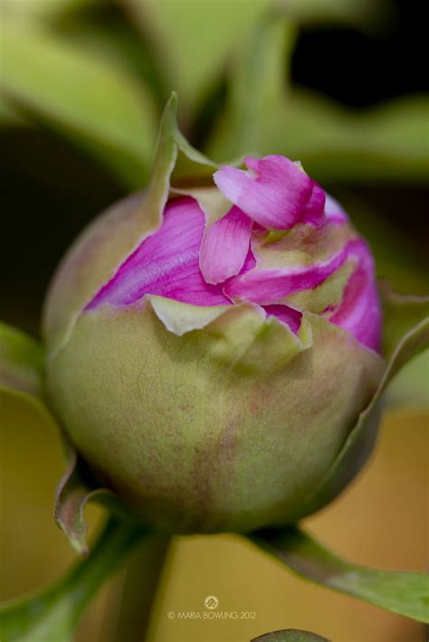 Pretty Medicine : Tree Peonies