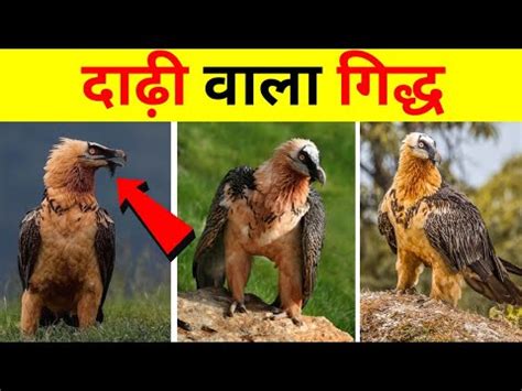 Bearded vulture lammergeier eating bones | bearded vulture facts | bearded vulture wildlife ...