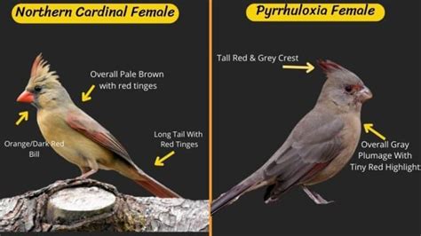 Northern Cardinal VS Pyrrhuloxia: Complete Difference List!