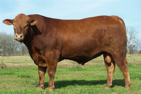 Pin de Jim Durham en Belgium #1 Cattle Breeds | Ganado vacuno, Brangus ...