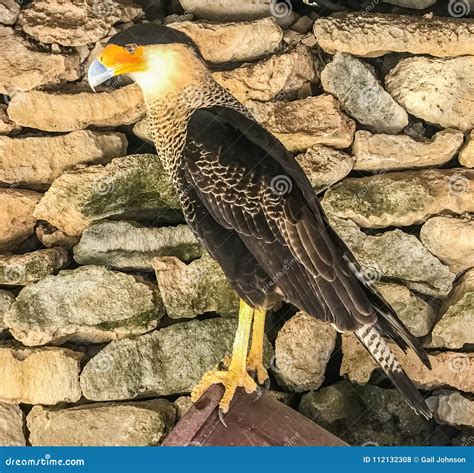 Caracara Bird of Prey Curacao Views Stock Photo - Image of tropical, ocean: 112132308