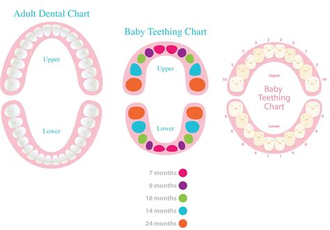 Vector Dental Charts - Download Free Vector Art, Stock Graphics & Images