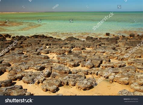 Stromatolites In Shark Bay, Australia Stock Photo 454756552 : Shutterstock